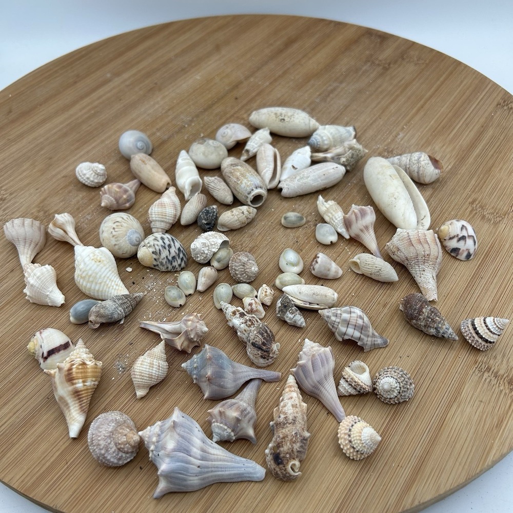 Seashells  Tiny Assorted‎ Sea Shells Crafts Collectibles Home Decor
